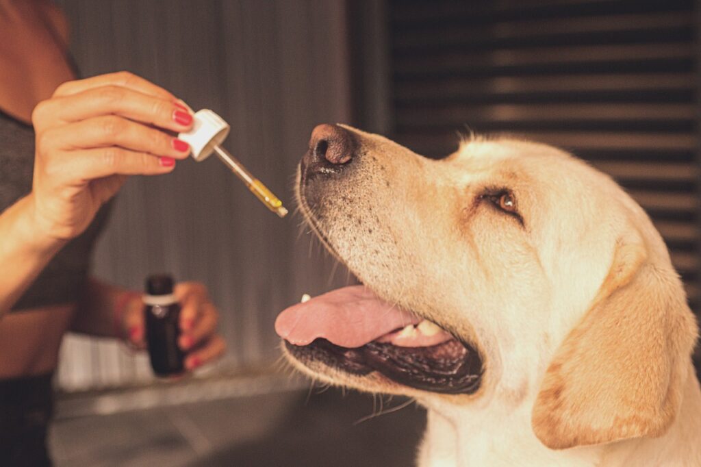 CBD Öl für Tiere