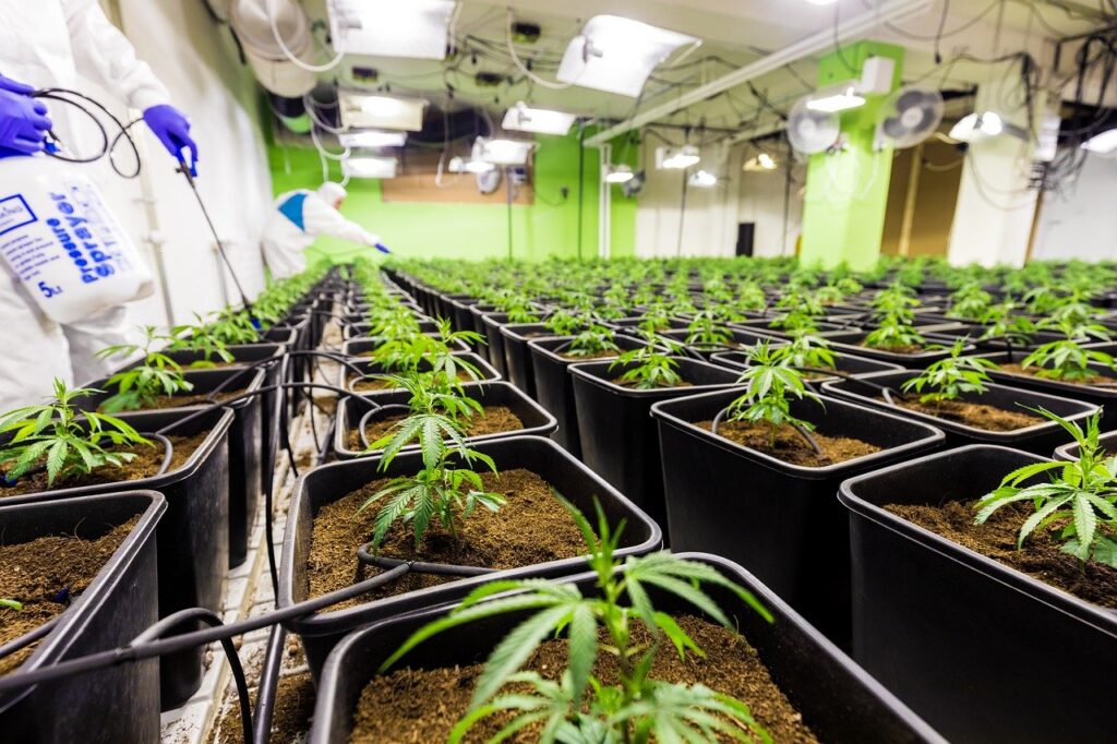 Cannabis Social Club