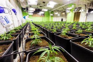 Cannabis Social Club