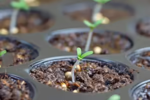 Keimung von Cannabissamen