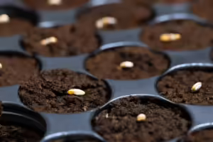 Keimung von Cannabissamen in RQS-Anzucht-Plugs