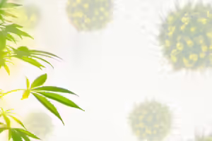 Cannabis bei Krebs