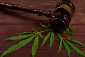 Cannabisgesetz