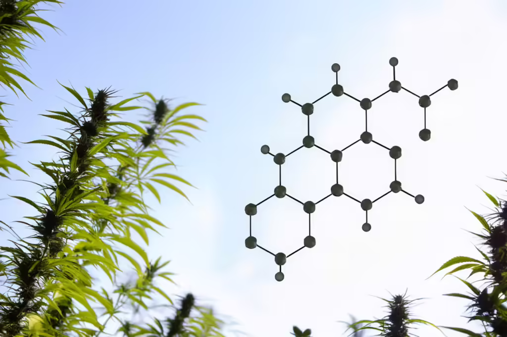 Terpene und ihre Bedeutung
