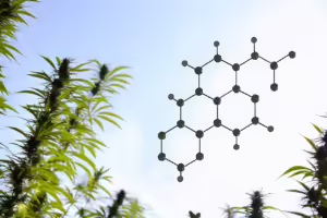 Terpene und ihre Bedeutung
