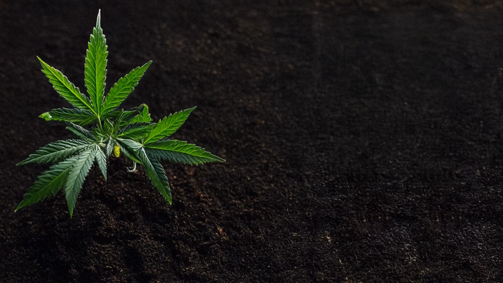 Cannabis Erde
