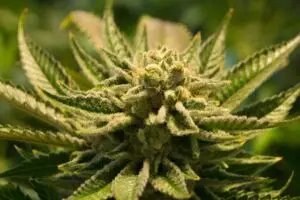 Cannabis-Blüten bald kein Cannabis mehr