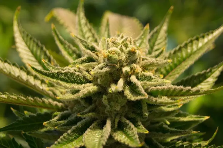 Cannabis-Blüten bald kein Cannabis mehr