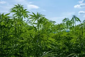 Cannabis-Plantage in Rostock entdeckt