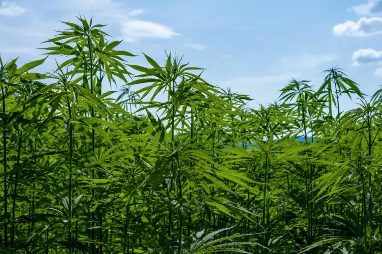 Cannabis-Plantage in Rostock entdeckt