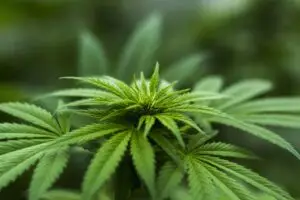 Cannabis Blätter