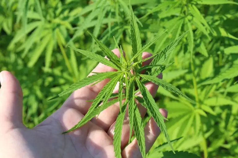 Cannabis Pflanze