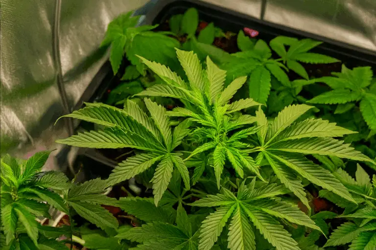 Cannabis-Pflanze in Growbox