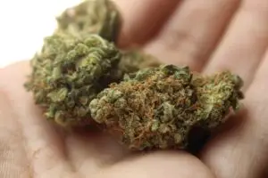 Cannabis Schwarzmarkt