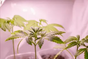 Cannabis in Growbox