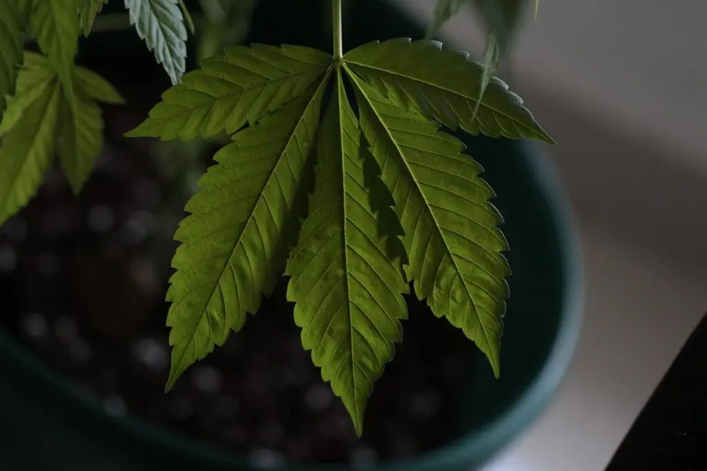Cannabisblatt eingetopft