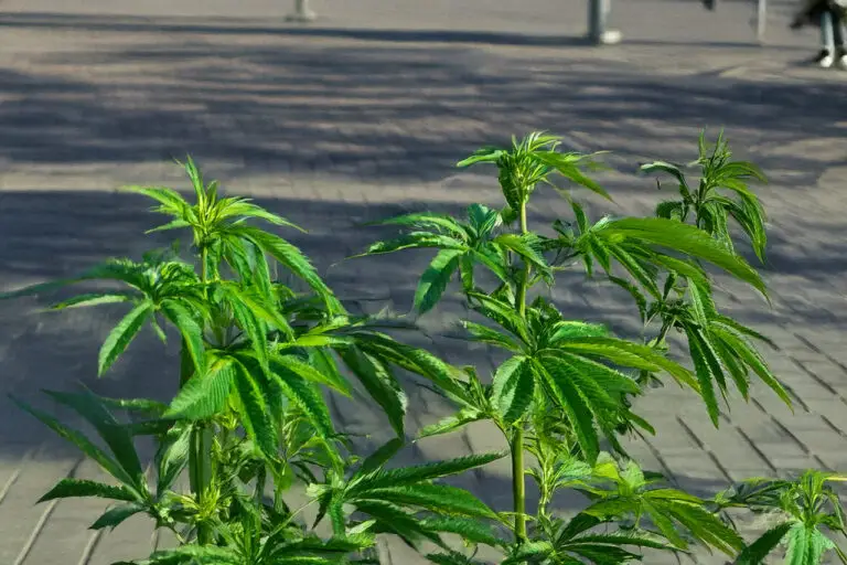 Cannabisplantage in der Fußgängerzone