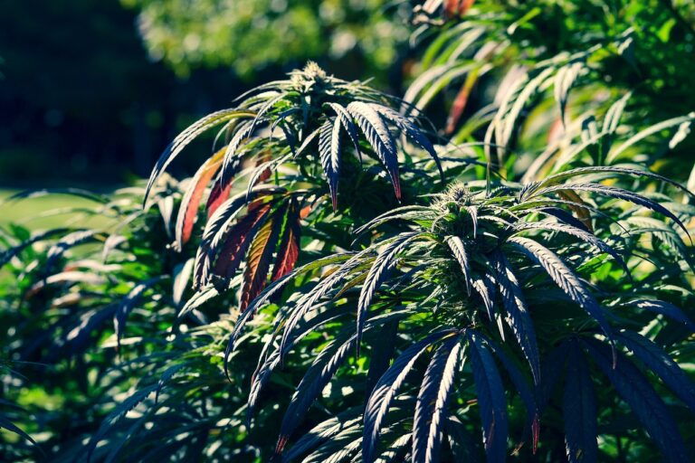 Cannabislegalisierung