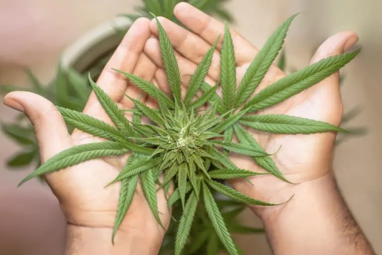 marijuana blatt