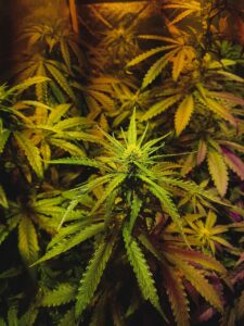 Medizinisches Cannabis
