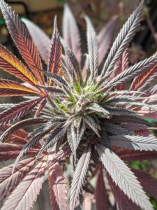 Cannabis in Deutschland