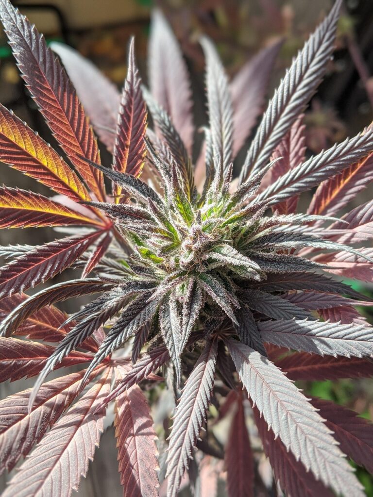 Cannabis in Deutschland