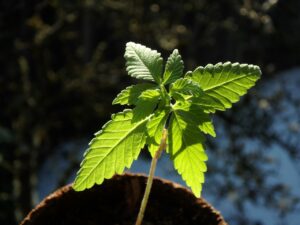 Cannabis in der Wachstumsphase
