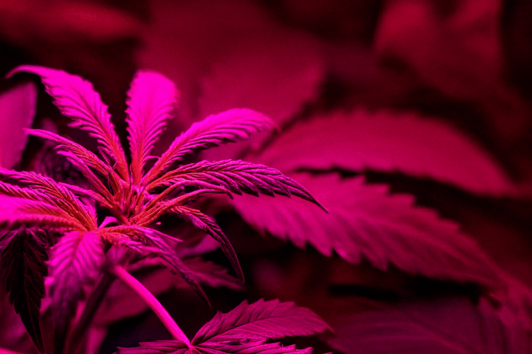 Cannabis unter einer Grow Lampe