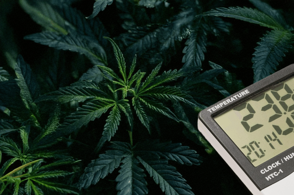 Feuchtigkeitsmesser für Cannabis