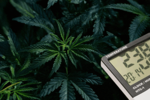 Feuchtigkeitsmesser für Cannabis