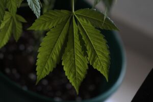 Cannabis Blatt