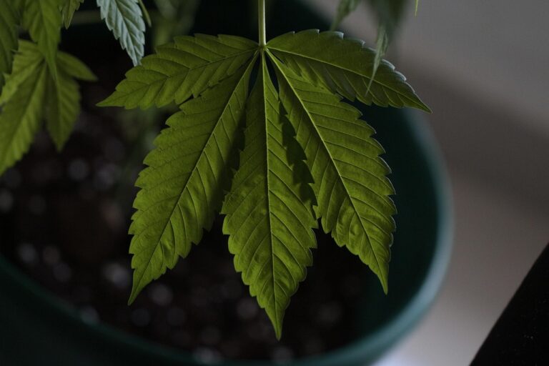 Cannabis Blatt