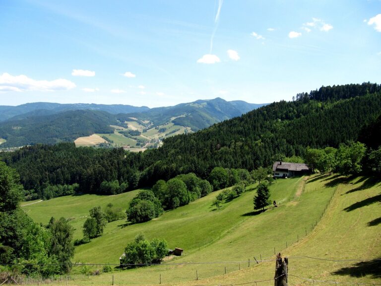 Schwarzwald Cannabisplantage gefunden