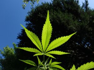Stellungnahme der Deutschen Hauptstelle für Suchtfragen