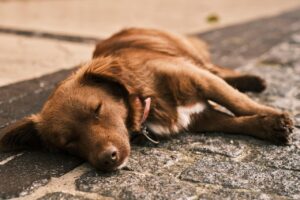 Hunde und Canabis